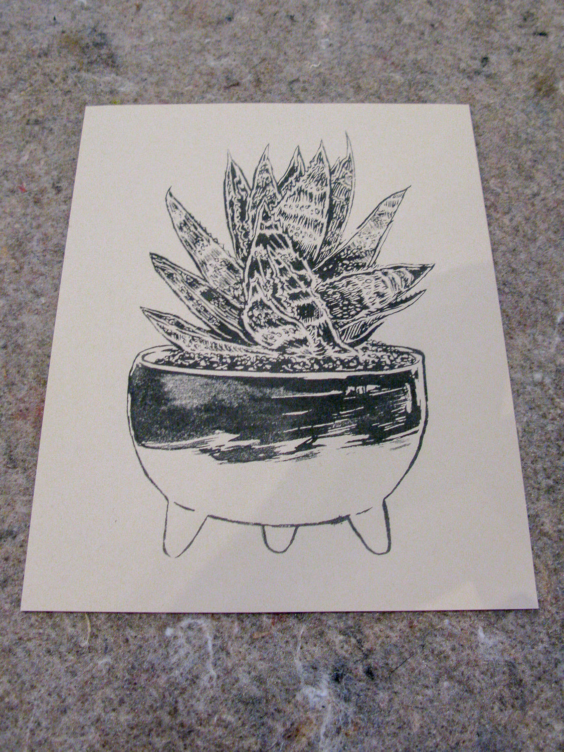 Molcajete Plant