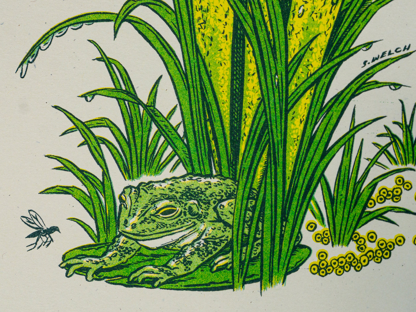 Art print of a pitcher plant with a frog at the base. Detailed photo of the frog drawing with a mosquito.