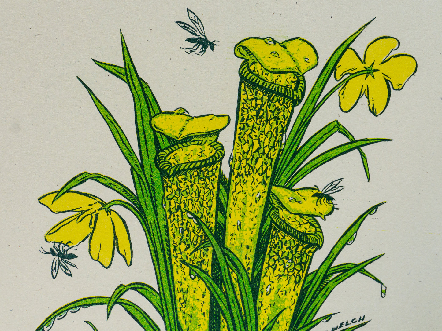 Art print of a pitcher plant with a frog at the base. Detail of mosquitos flying around the plant's mouths. 