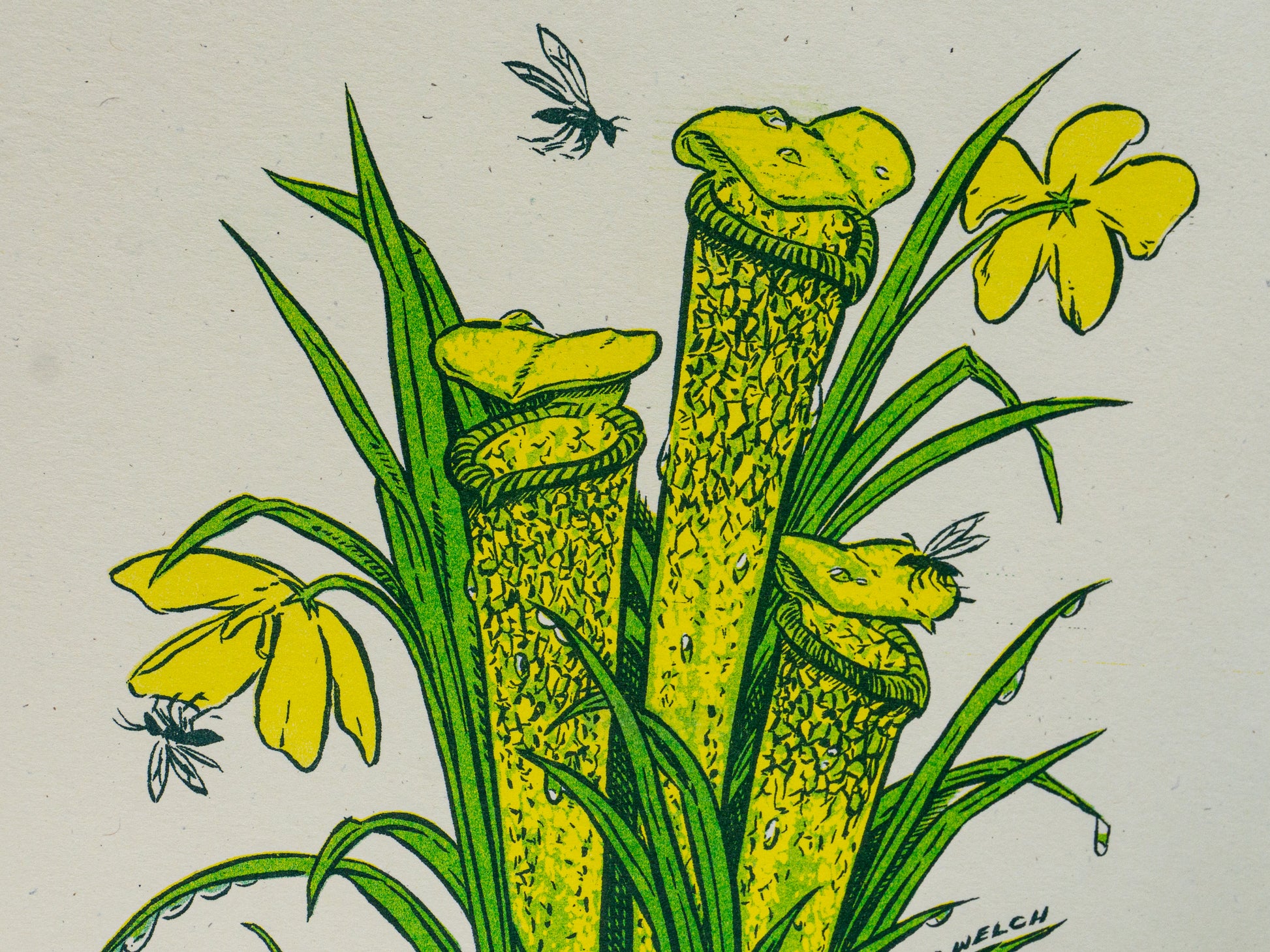 Art print of a pitcher plant with a frog at the base. Detail of mosquitos flying around the plant's mouths. 