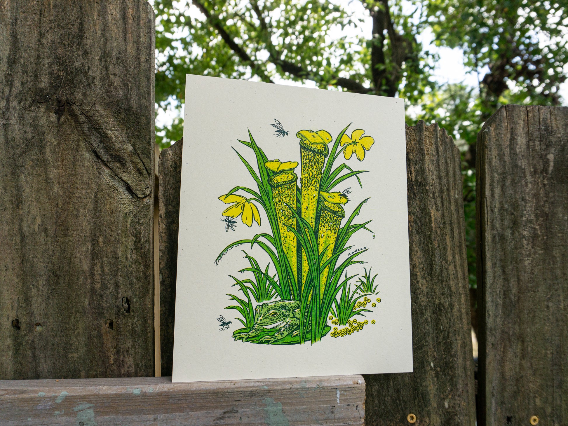 Art print of a pitcher plant with a frog at the base. Yellow and green inks.