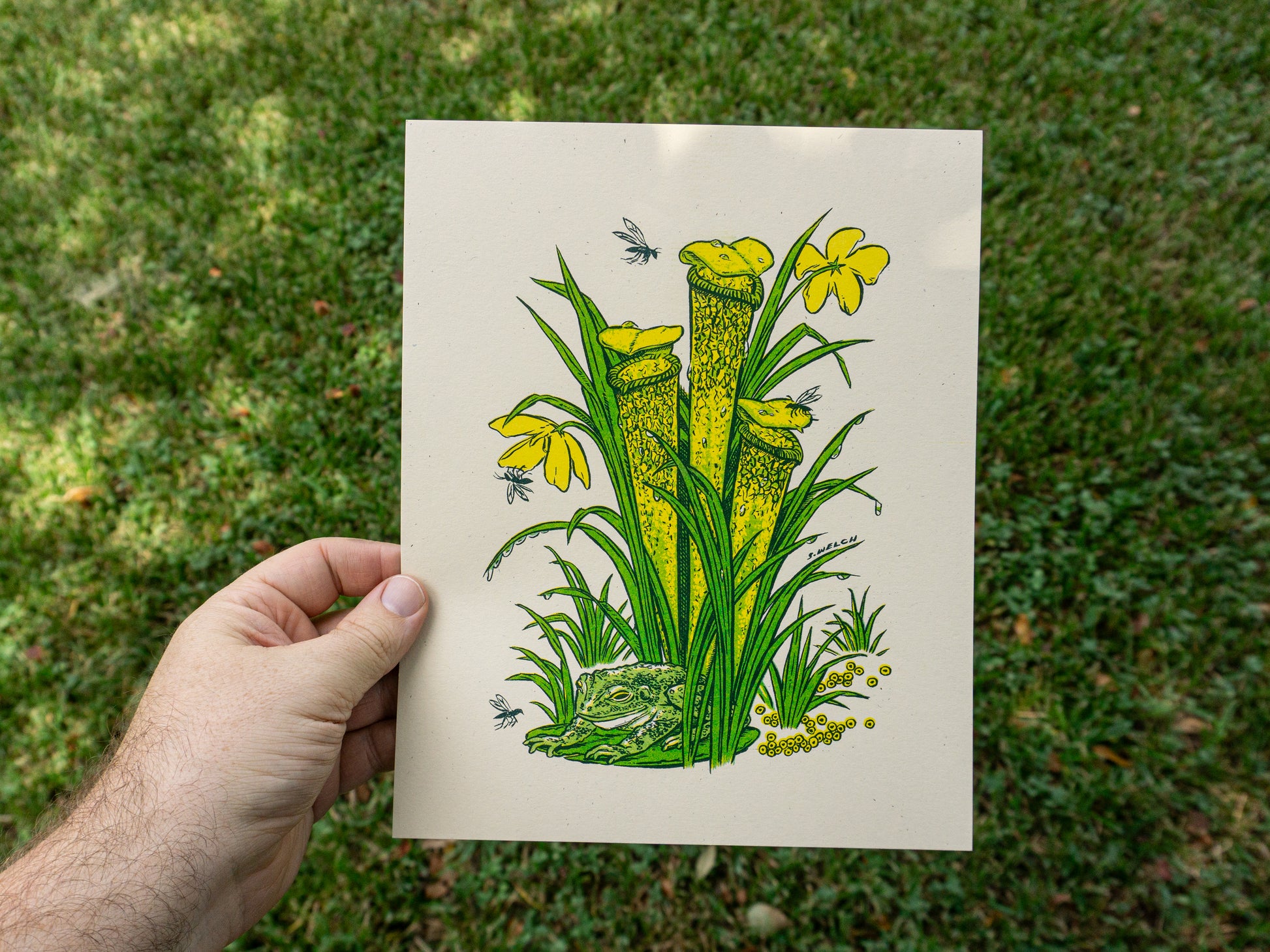 Art print of a pitcher plant with a frog at the base. Show with hand for the scale of 8 x 10 inches.