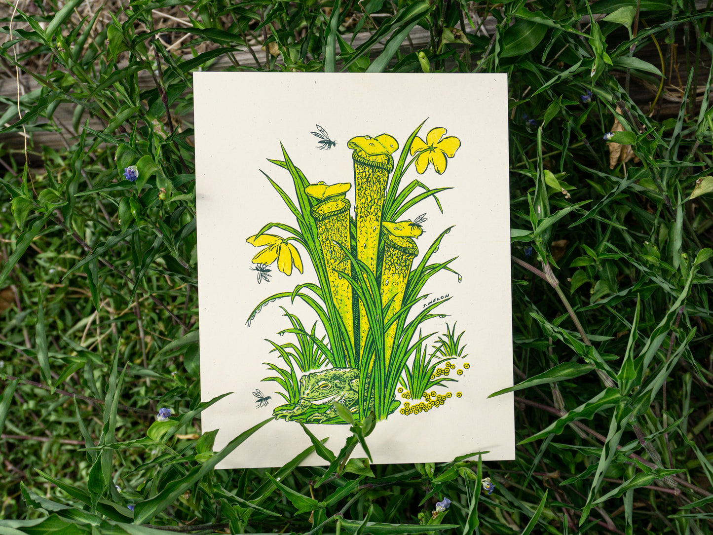 Art print of a pitcher plant with a frog at the base. Yellow and green inks.