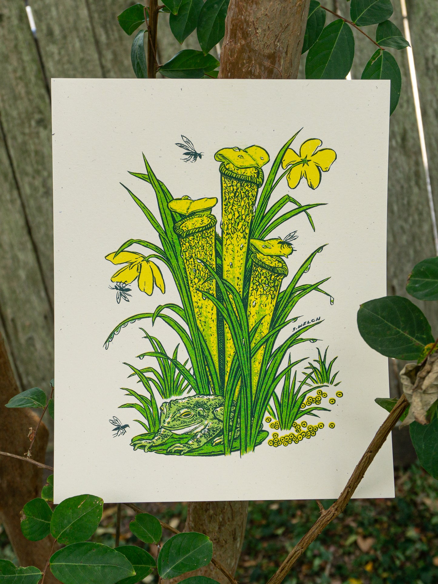 Art print of a pitcher plant with a frog at the base.